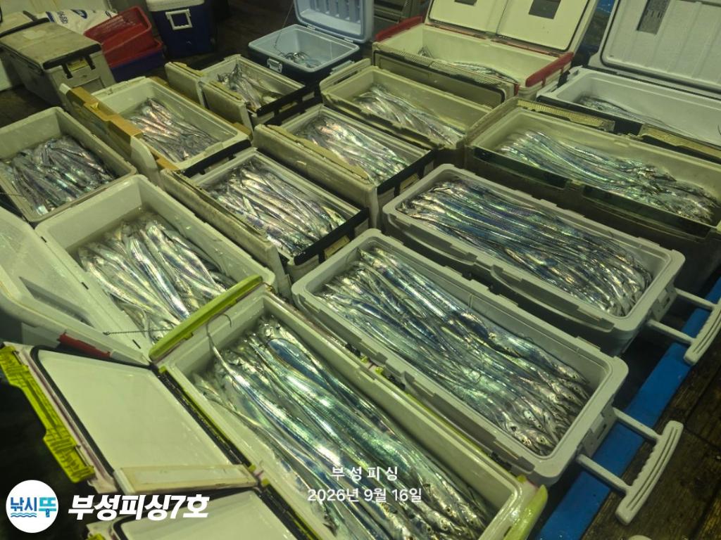 낚시뚜,갈치,통영영운리항,부성피싱7호,낚시뚜1