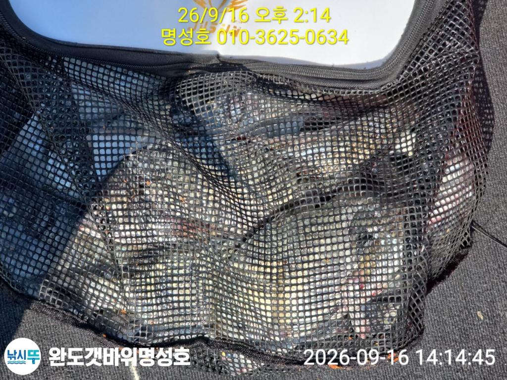 낚시뚜,돌돔,감성돔,완도항,완도해남 명성호,낚시뚜3