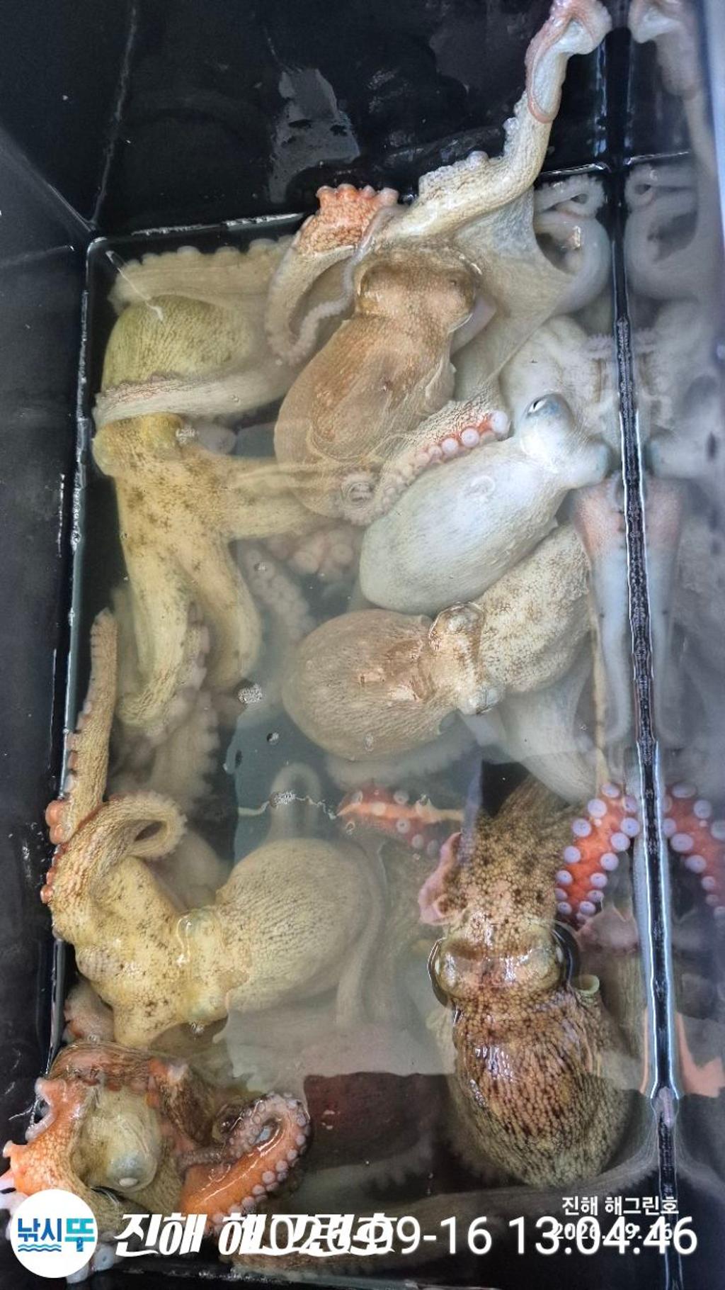낚시뚜,돌문어,삼포항,진해 해그린호,낚시뚜8