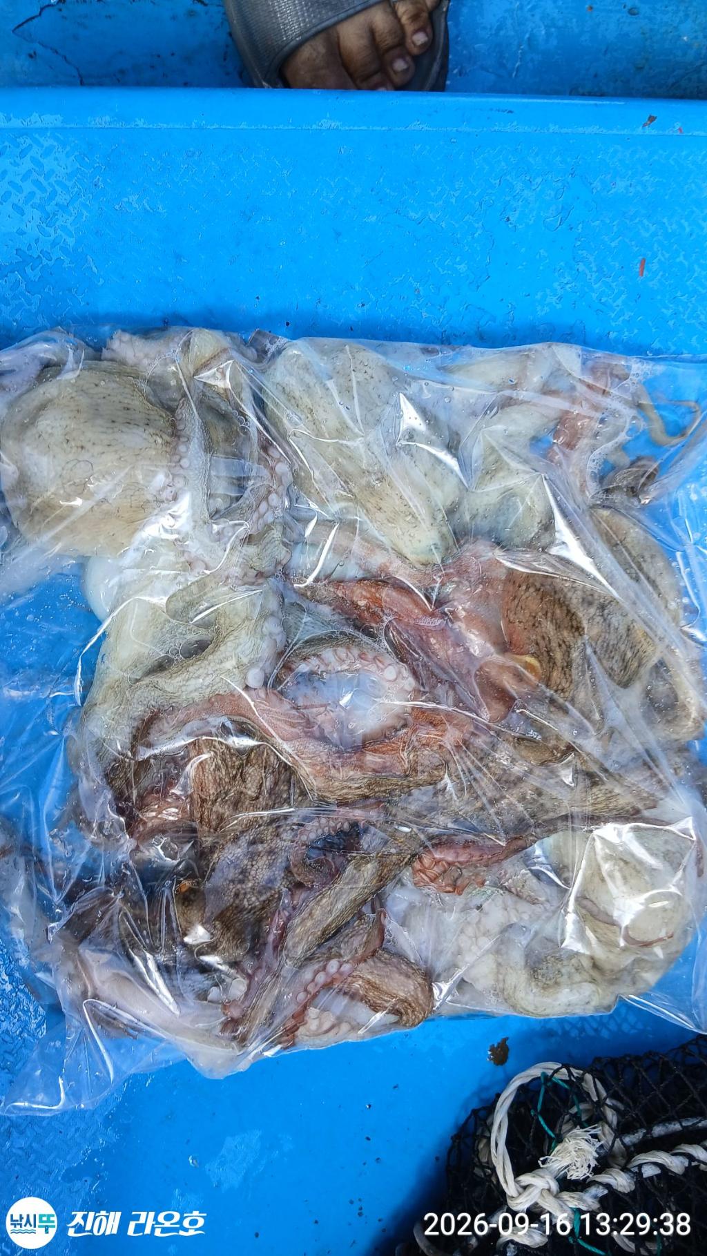 낚시뚜,돌문어,삼포항,진해 라온호,낚시뚜3