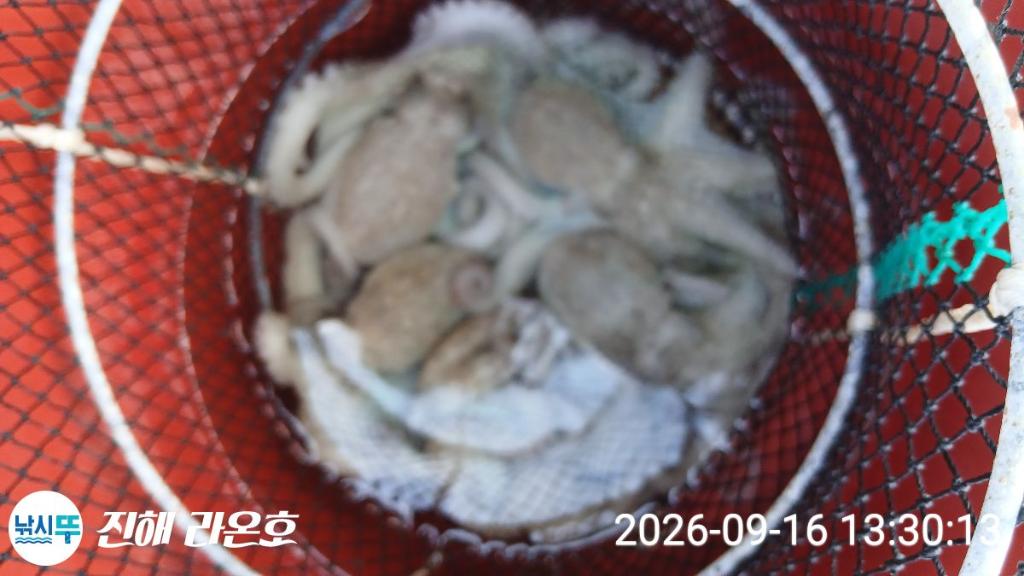 낚시뚜,돌문어,삼포항,진해 라온호,낚시뚜2