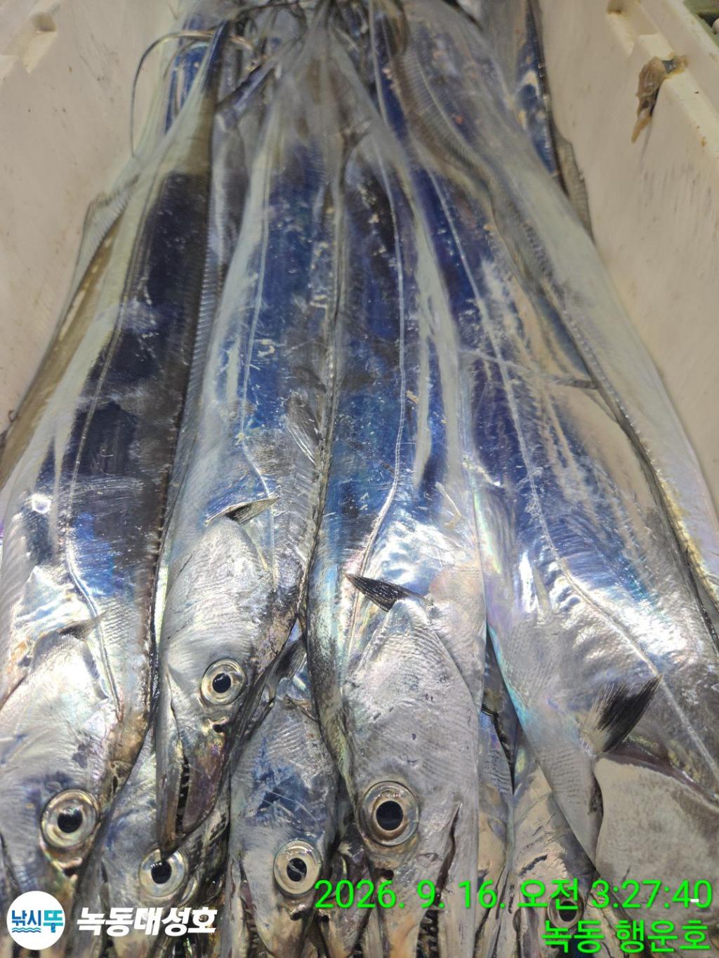 낚시뚜,갈치,녹동항,녹동대성호,낚시뚜24