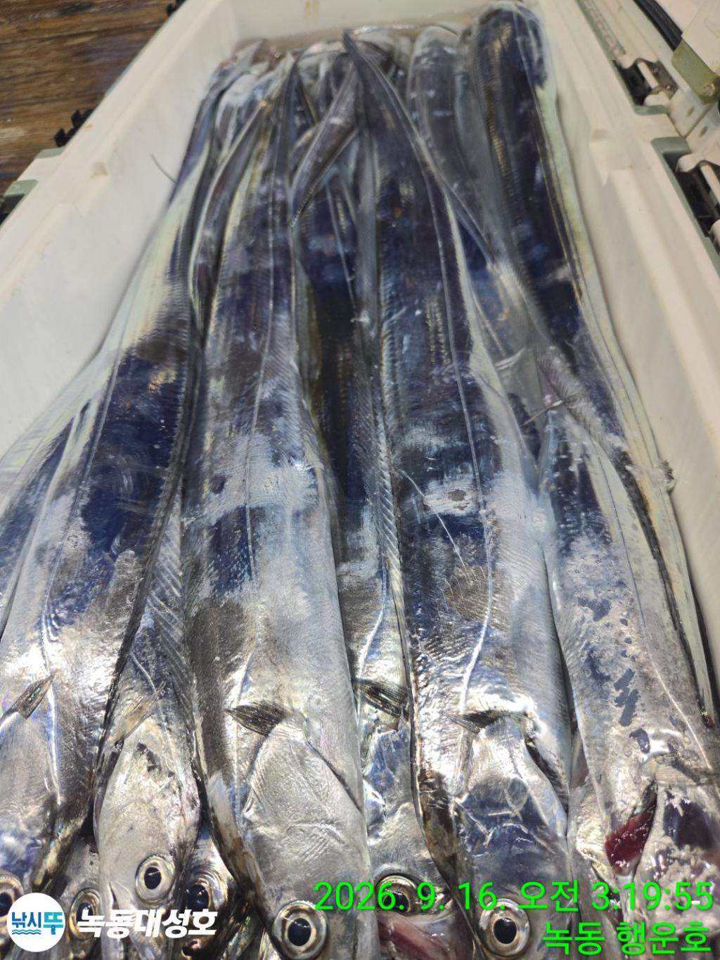 낚시뚜,갈치,녹동항,녹동대성호,낚시뚜20