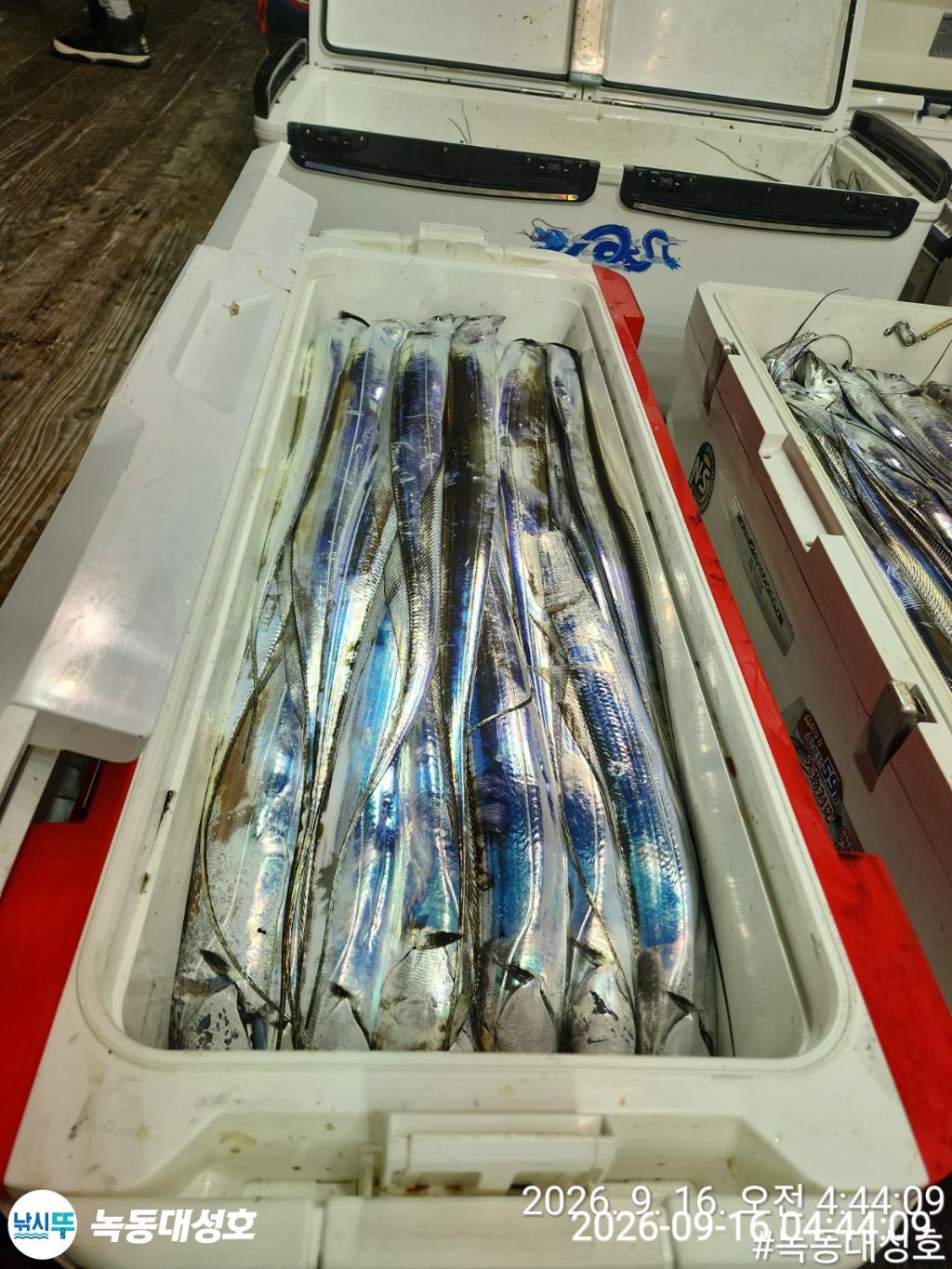 낚시뚜,갈치,녹동항,녹동대성호,낚시뚜10