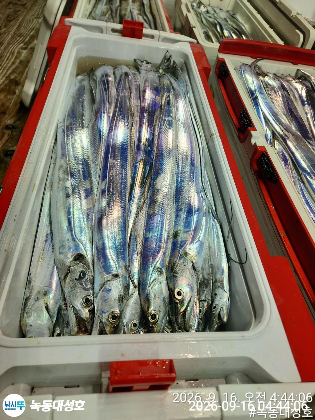 낚시뚜,갈치,녹동항,녹동대성호,낚시뚜9