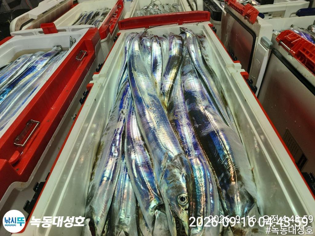낚시뚜,갈치,녹동항,녹동대성호,낚시뚜8