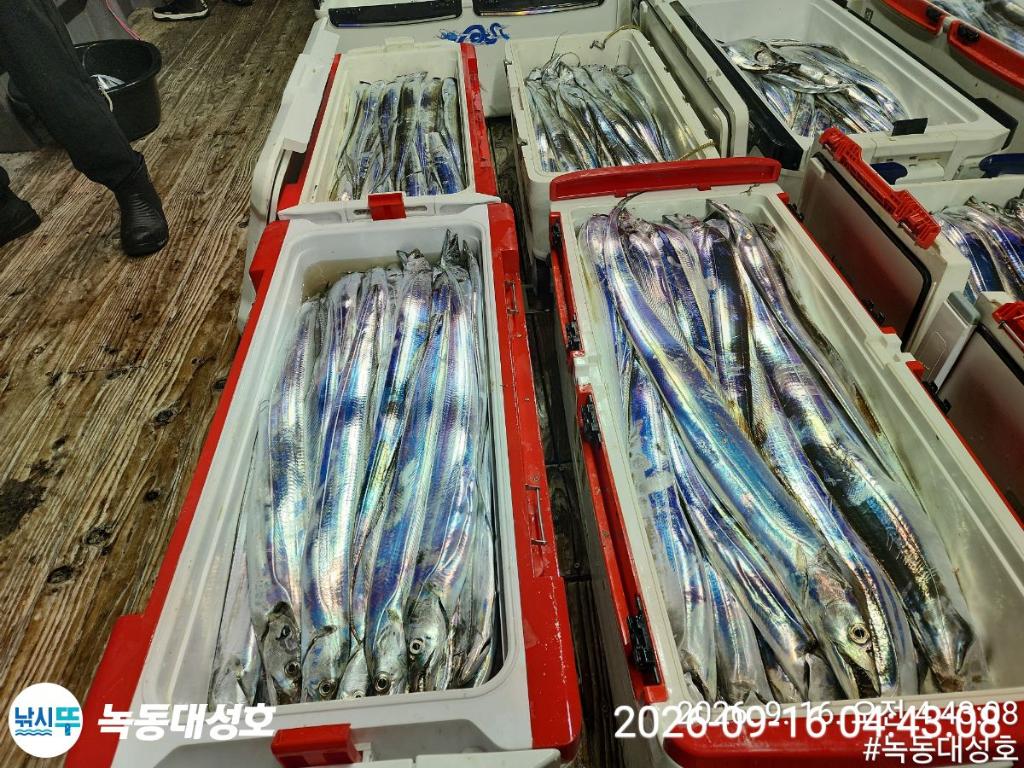 낚시뚜,갈치,녹동항,녹동대성호,낚시뚜4
