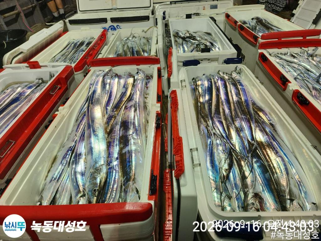 낚시뚜,갈치,녹동항,녹동대성호,낚시뚜3