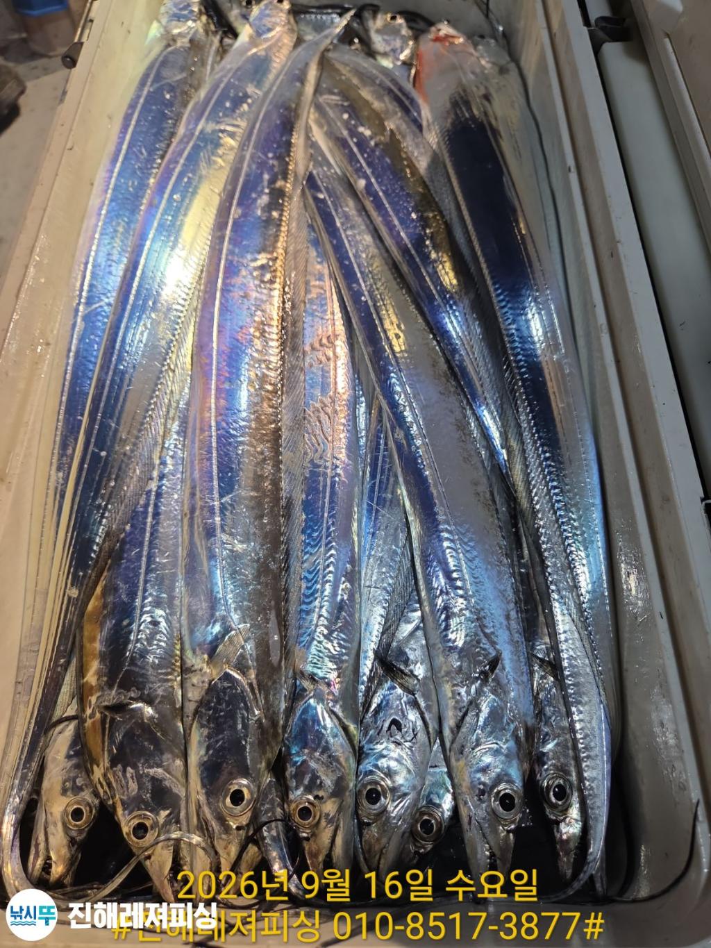 낚시뚜,갈치,진해1부두항,진해레져피싱,낚시뚜14