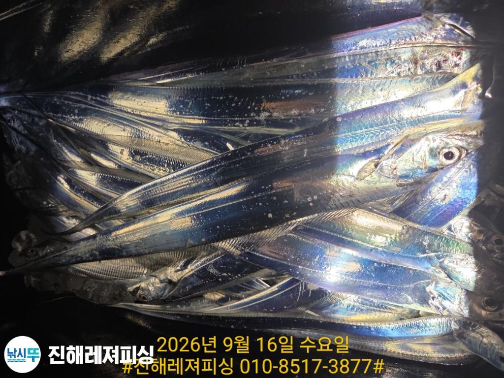 낚시뚜,갈치,진해1부두항,진해레져피싱,낚시뚜12