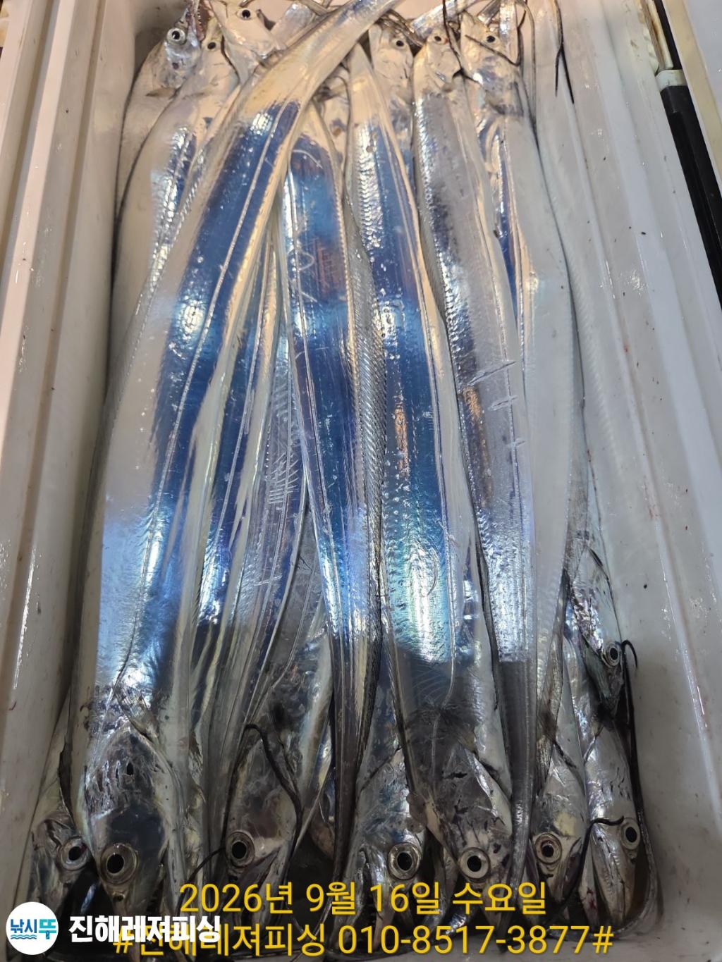 낚시뚜,갈치,진해1부두항,진해레져피싱,낚시뚜11