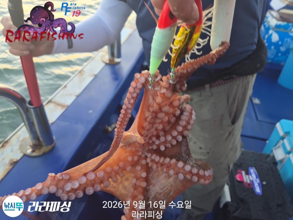 낚시뚜,돌문어,속천항(진해),라라피싱,낚시뚜4
