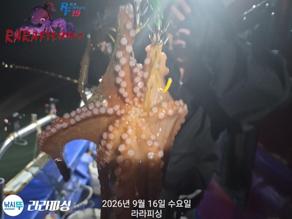 낚시뚜,돌문어,속천항(진해),라라피싱,낚시뚜1