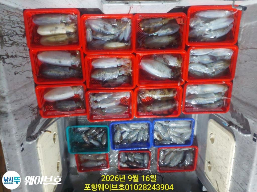 낚시뚜,무늬오징어,구룡포항,뉴웨이브호,낚시뚜18