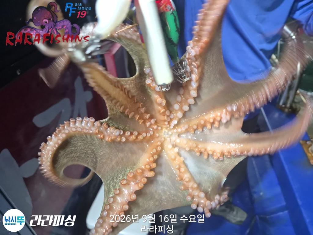 낚시뚜,돌문어,속천항(진해),라라피싱,낚시뚜3