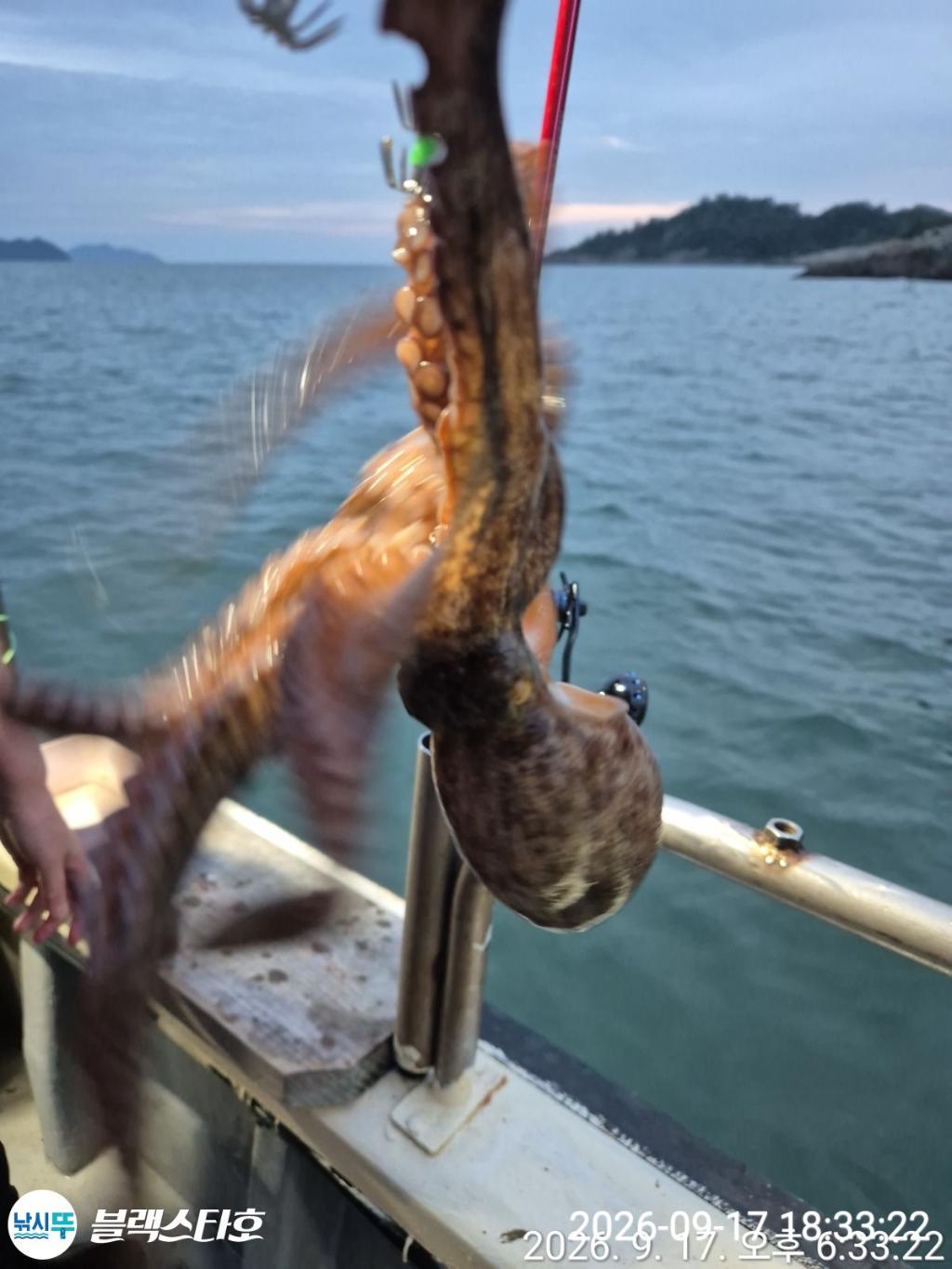 낚시뚜,돌문어,삼천포 팔포항,삼천포 블랙스타,낚시뚜9