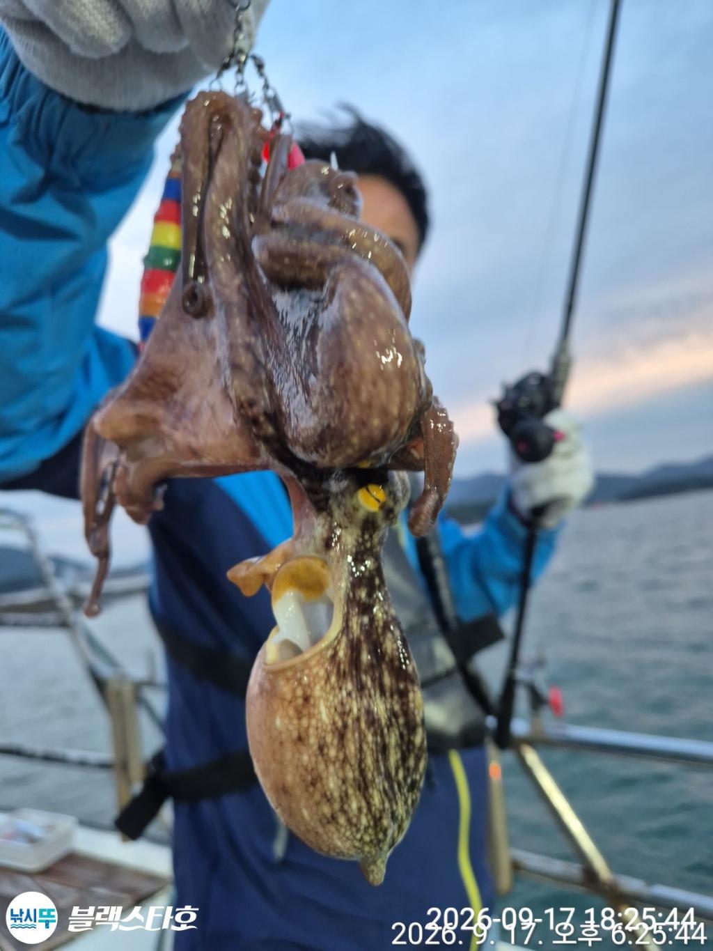 낚시뚜,돌문어,삼천포 팔포항,삼천포 블랙스타,낚시뚜7