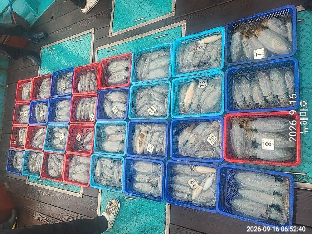 낚시뚜,무늬오징어,영일만항,뉴해마호,낚시뚜26
