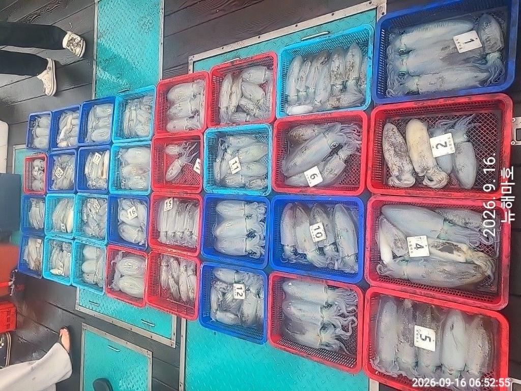 낚시뚜,무늬오징어,영일만항,뉴해마호,낚시뚜25