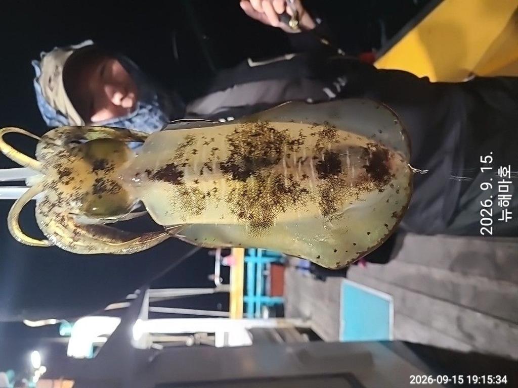 낚시뚜,무늬오징어,영일만항,뉴해마호,낚시뚜19