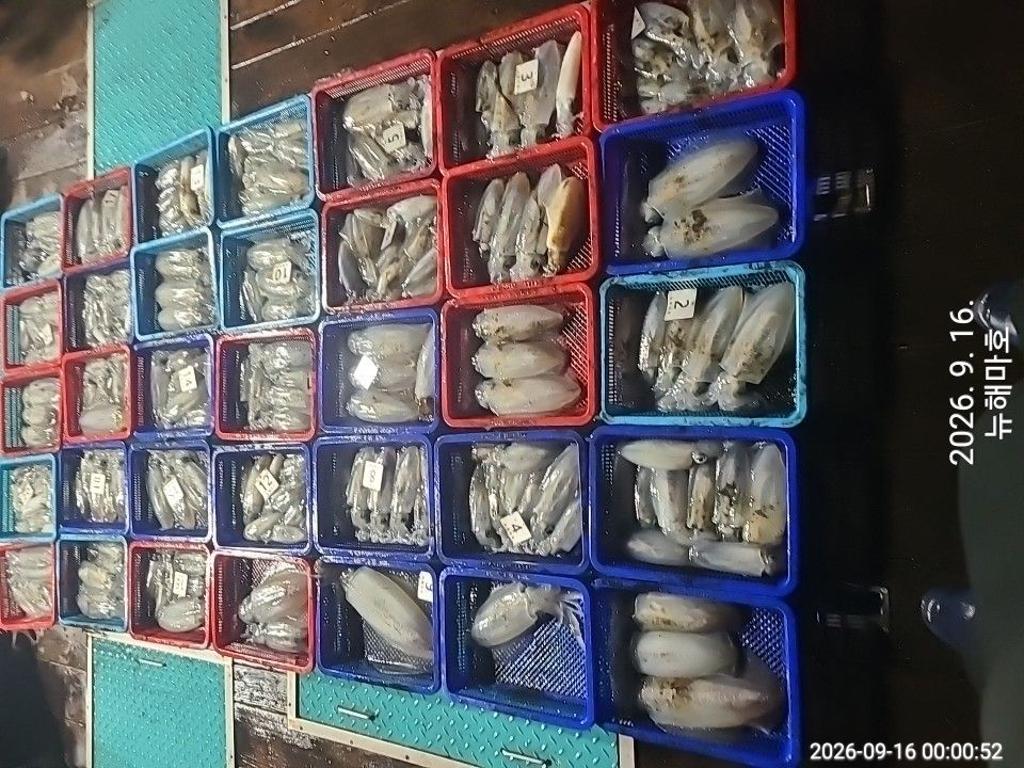 낚시뚜,무늬오징어,영일만항,뉴해마호,낚시뚜1
