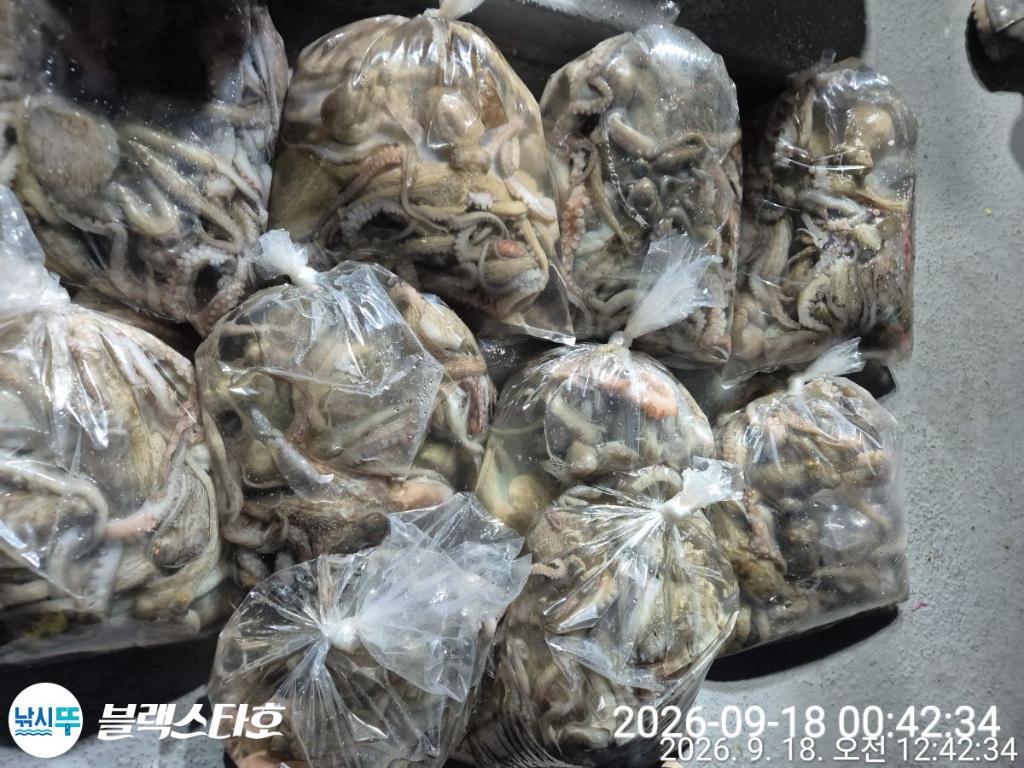 낚시뚜,돌문어,삼천포 팔포항,삼천포 블랙스타,낚시뚜24