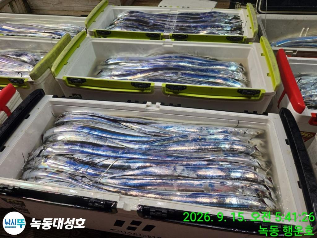 낚시뚜,갈치,녹동항,녹동대성호,낚시뚜53