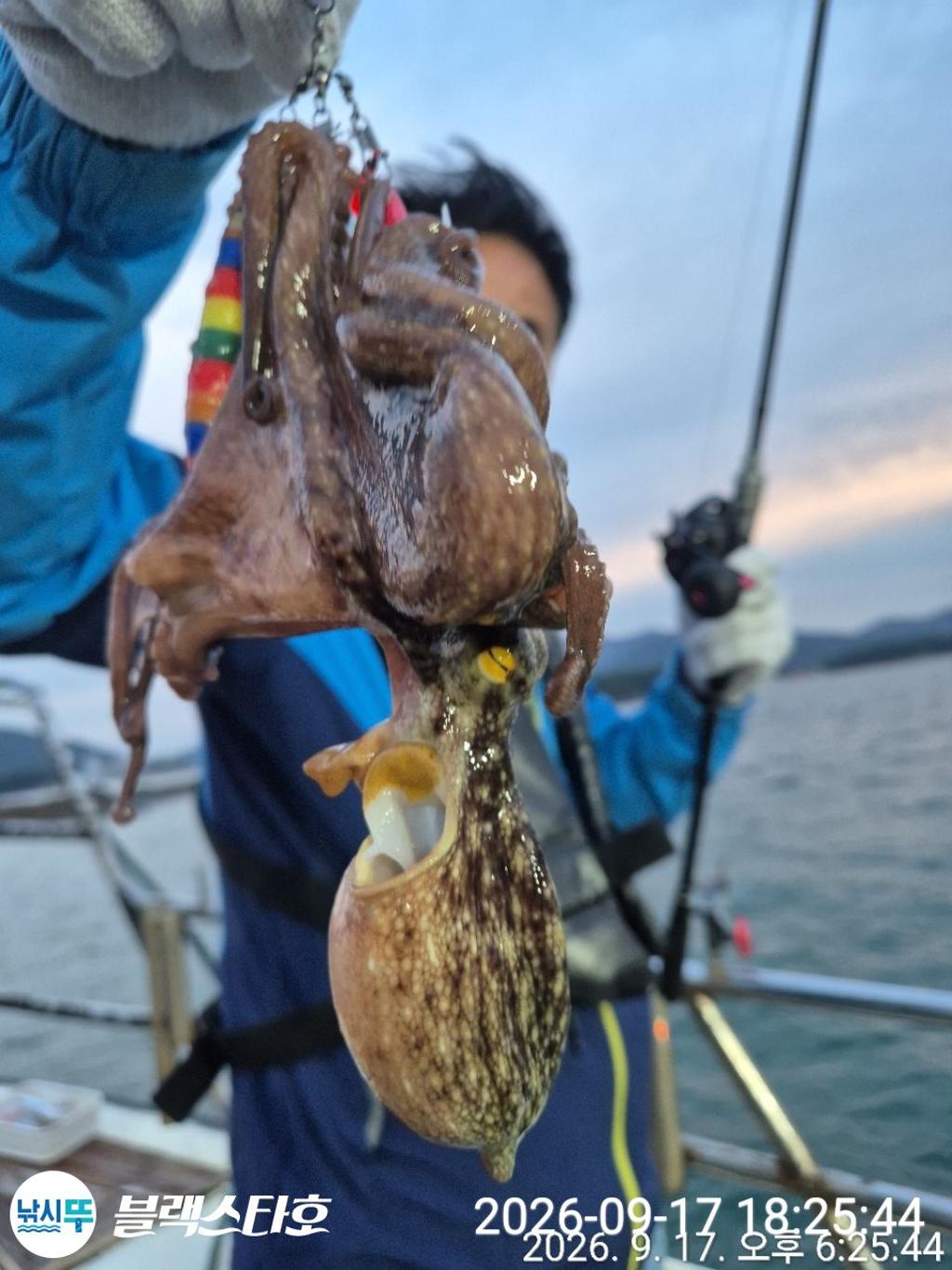 낚시뚜,돌문어,삼천포 팔포항,삼천포 블랙스타,낚시뚜0