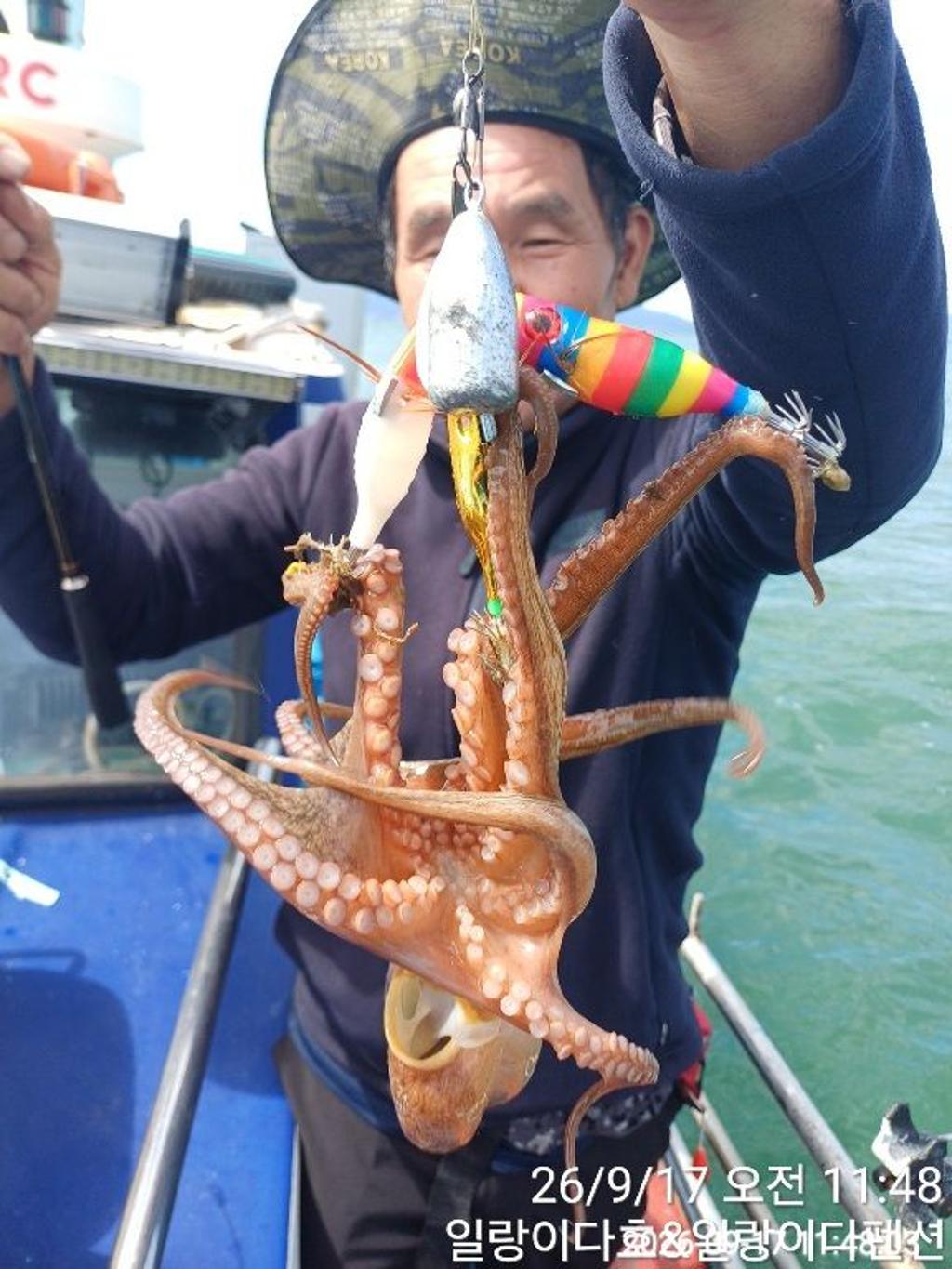 낚시뚜,돌문어,냉천항,일랑이다호,낚시뚜3