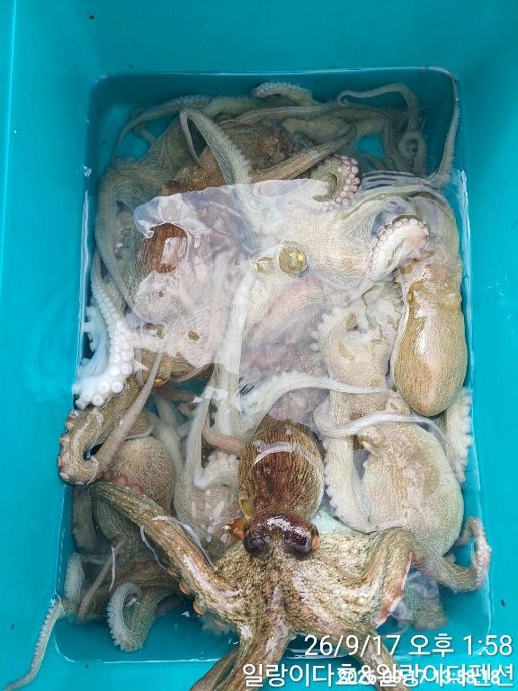 낚시뚜,돌문어,냉천항,일랑이다호,낚시뚜1