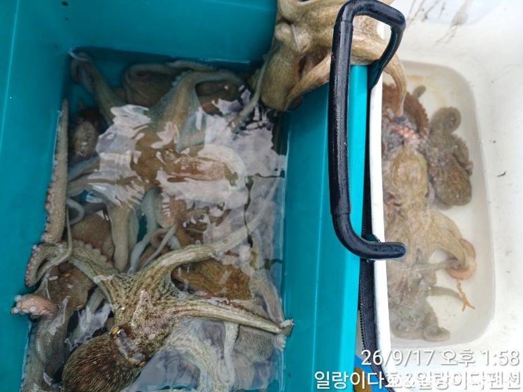 낚시뚜,돌문어,냉천항,일랑이다호,낚시뚜0