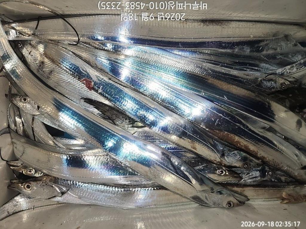낚시뚜,갈치,속천항(진해),바루나피싱,낚시뚜5