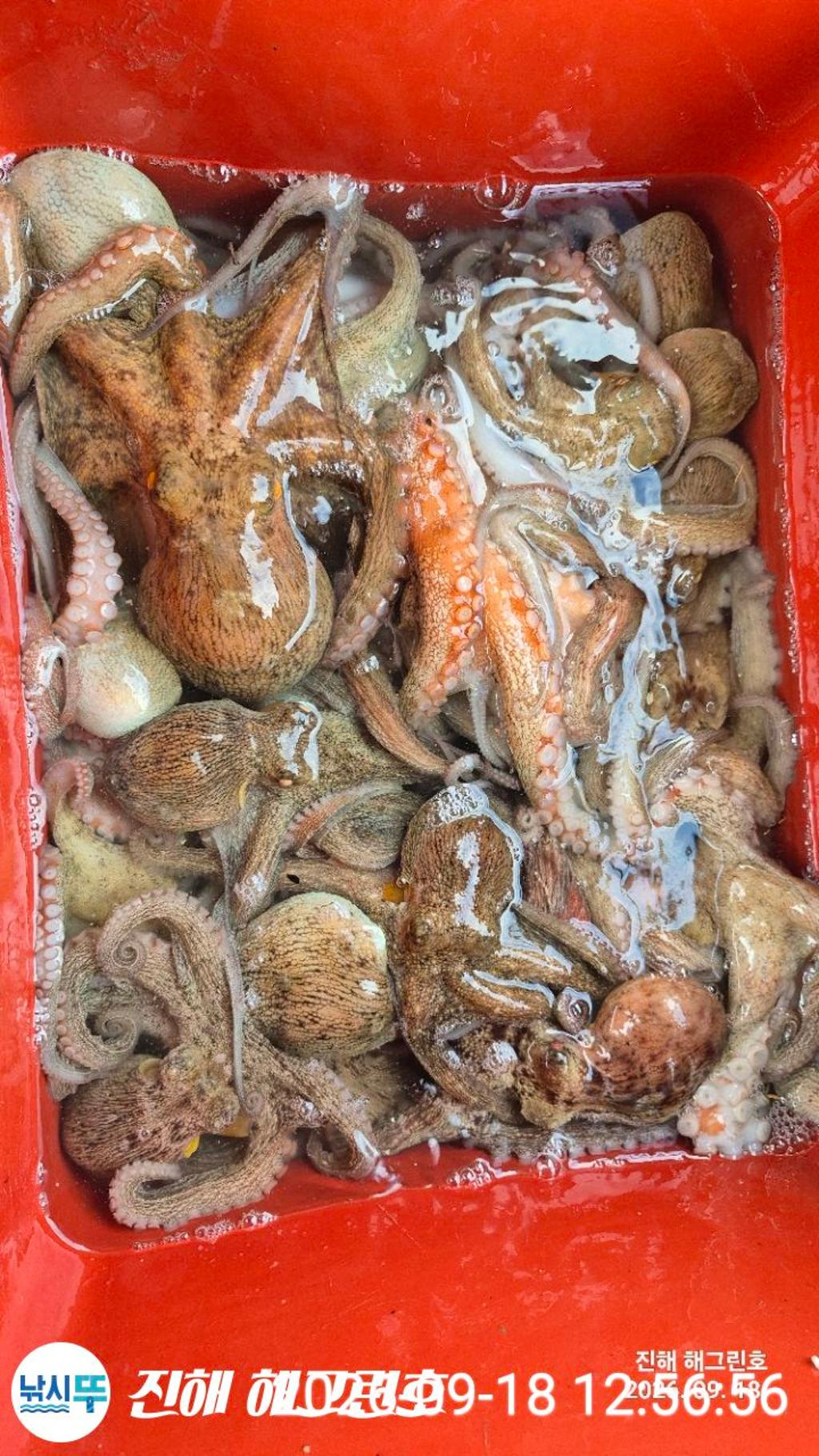 낚시뚜,돌문어,삼포항,진해 해그린호,낚시뚜0