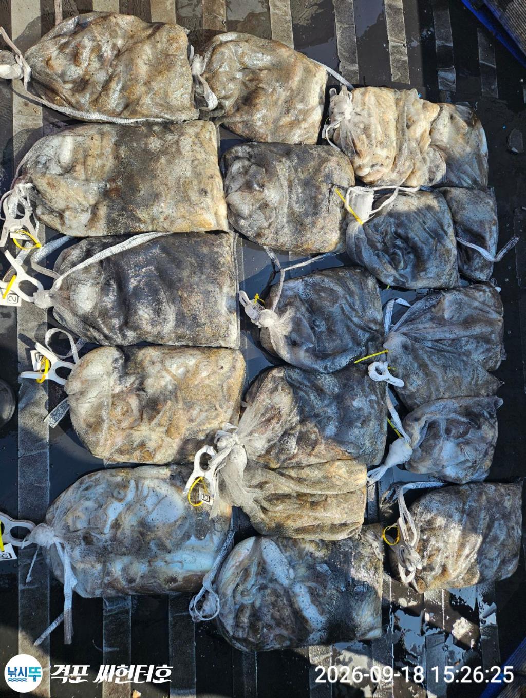 낚시뚜,갑오징어,쭈꾸미,격포,격포 씨헌터호,낚시뚜18