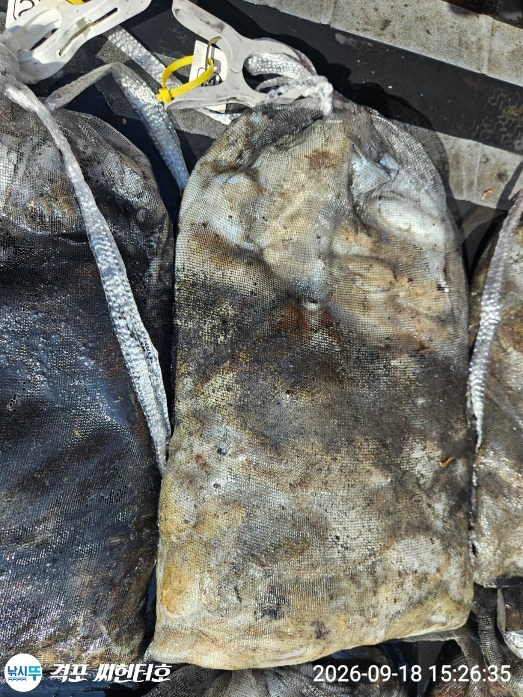 낚시뚜,갑오징어,쭈꾸미,격포,격포 씨헌터호,낚시뚜16