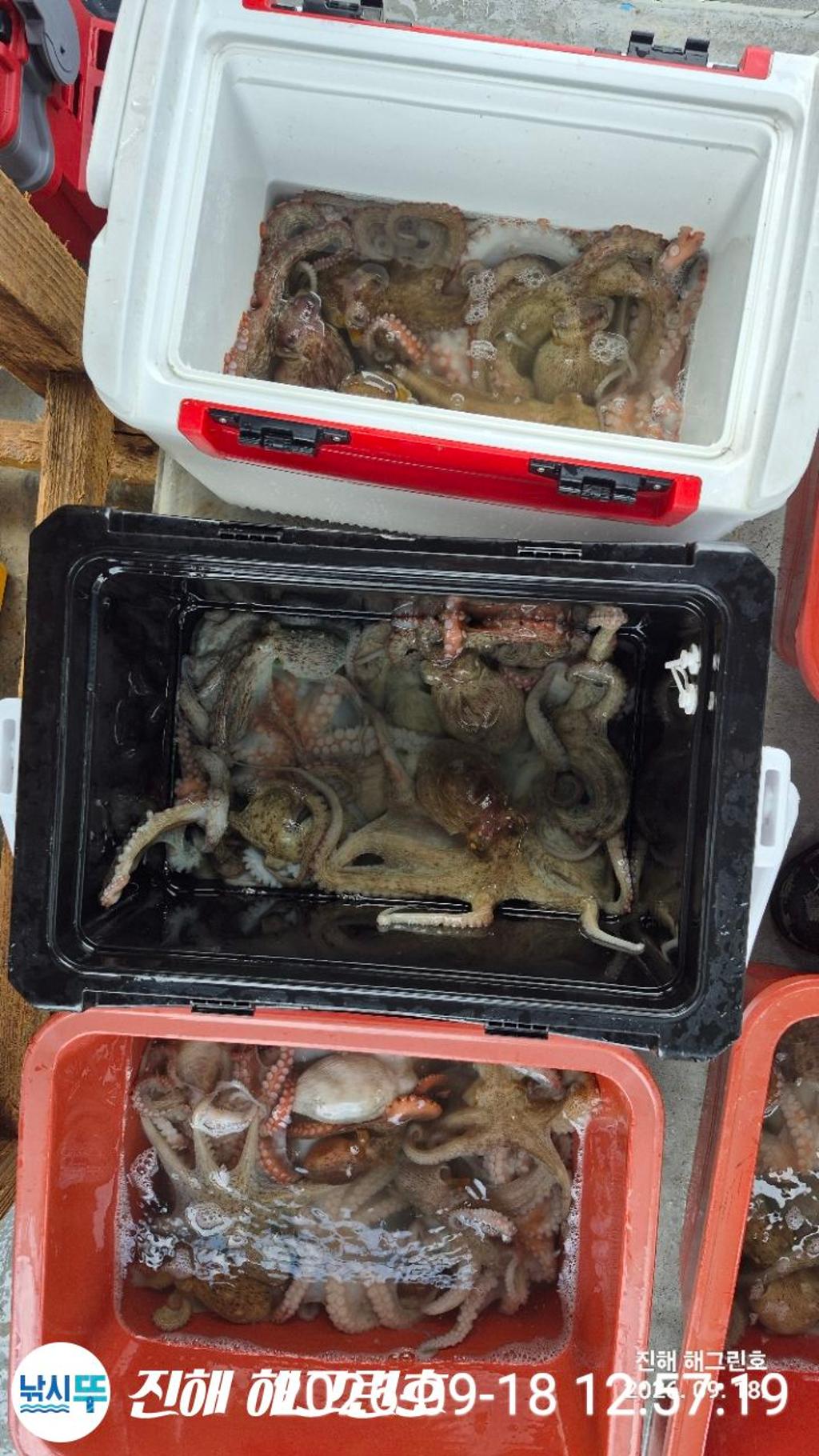 낚시뚜,돌문어,삼포항,진해 해그린호,낚시뚜8