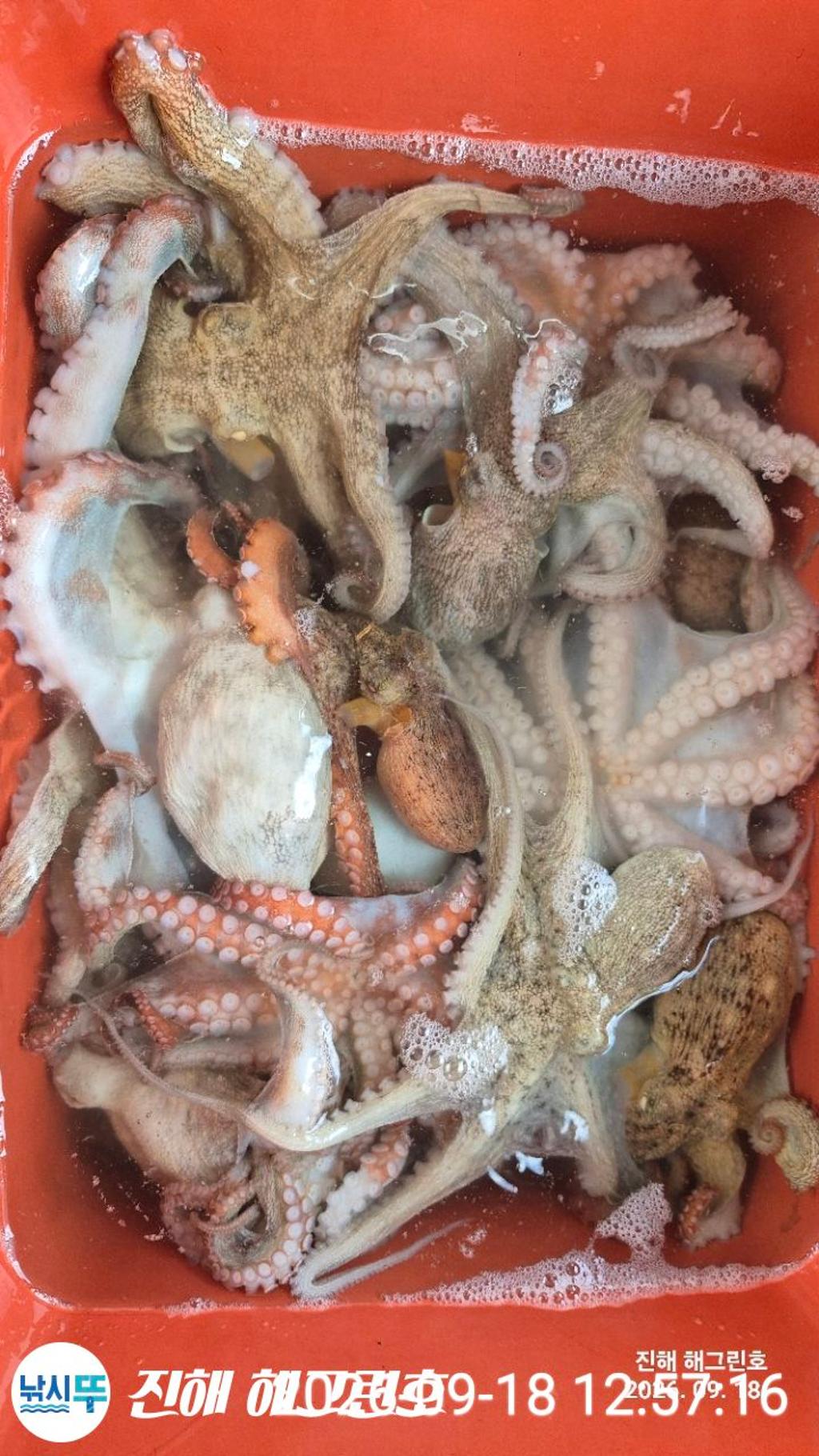 낚시뚜,돌문어,삼포항,진해 해그린호,낚시뚜2