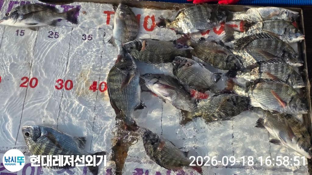 낚시뚜,감성돔,풍화상장마을,통영 현대레져선외기,낚시뚜2