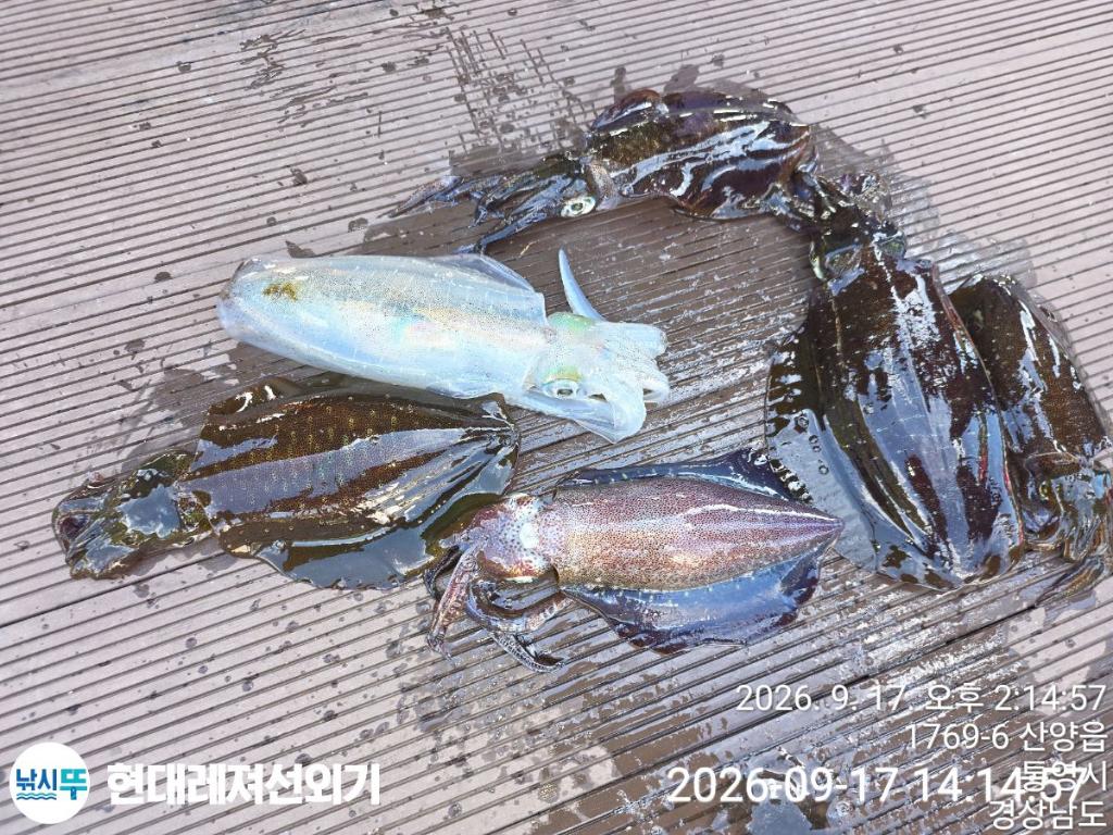 낚시뚜,감성돔,풍화상장마을,통영 현대레져선외기,낚시뚜1