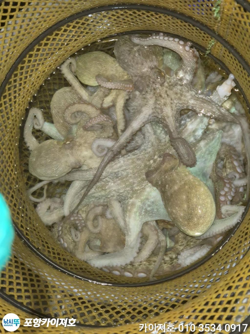 낚시뚜,기타 (직접입력),영일만항,포항카이져호,낚시뚜41