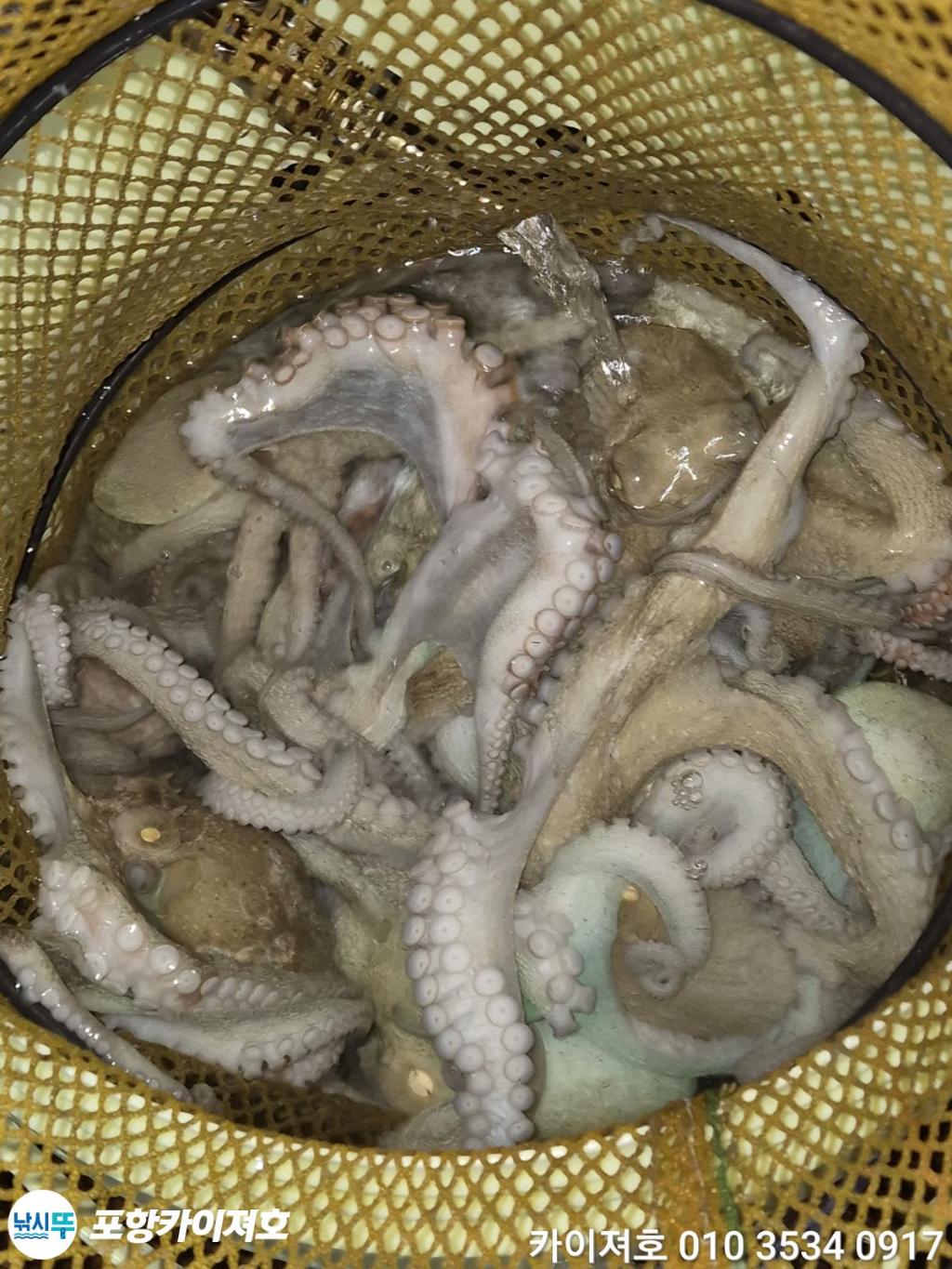 낚시뚜,기타 (직접입력),영일만항,포항카이져호,낚시뚜24