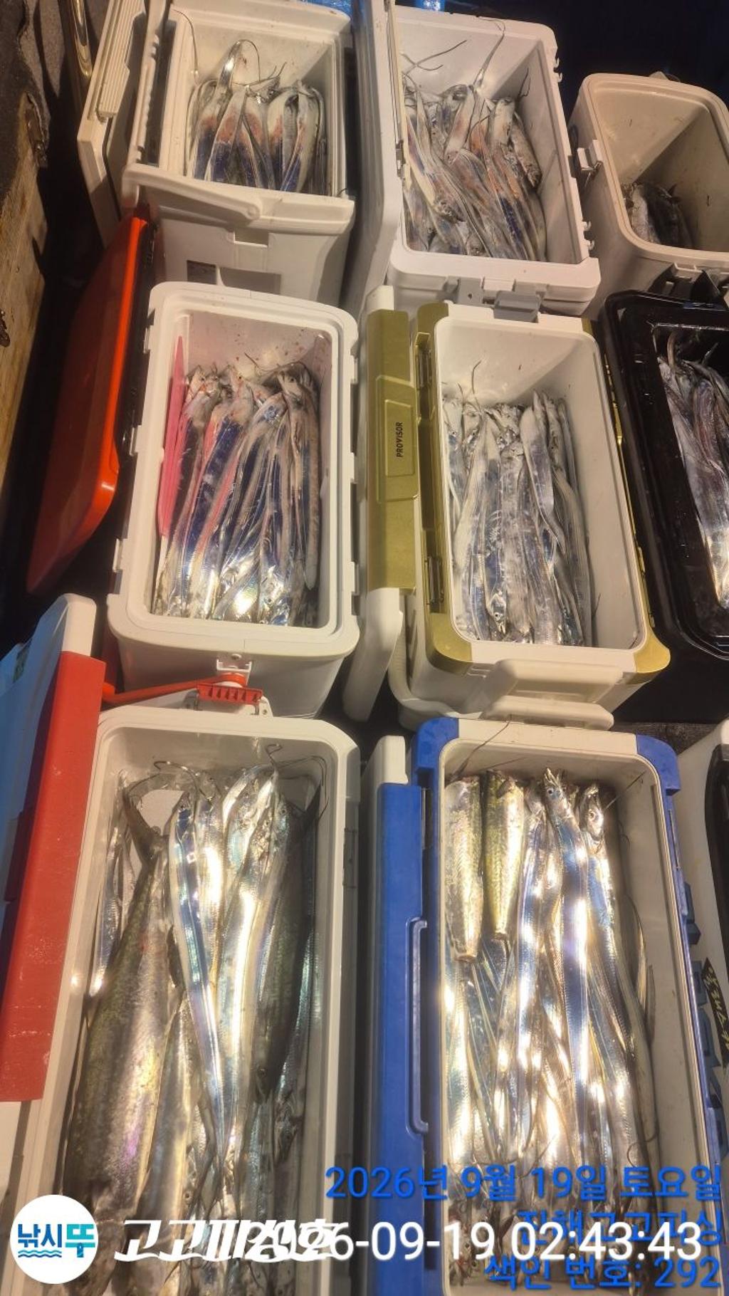 낚시뚜,갈치,속천항(진해),고고피싱호,낚시뚜7