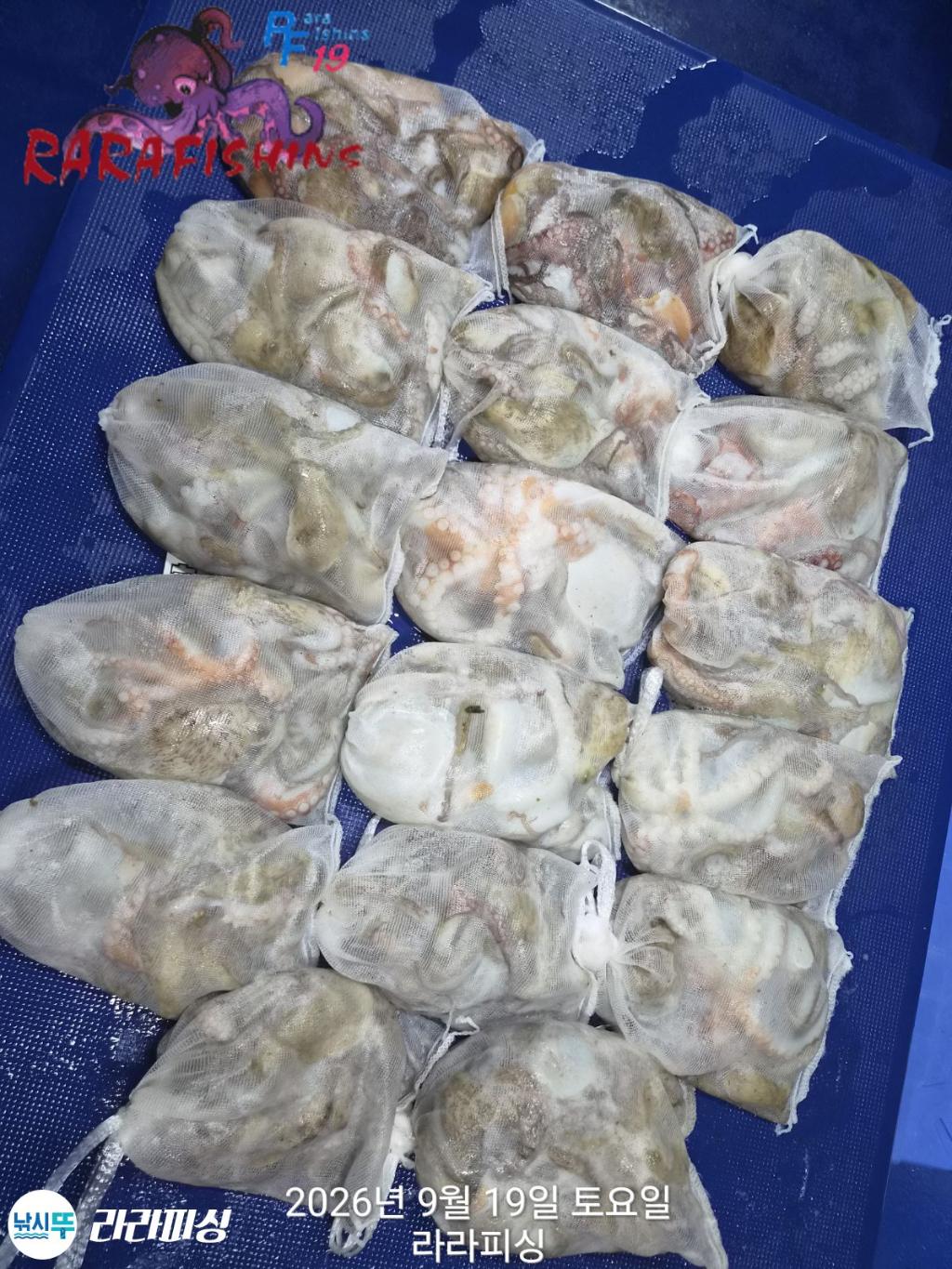 낚시뚜,돌문어,속천항(진해),라라피싱,낚시뚜14