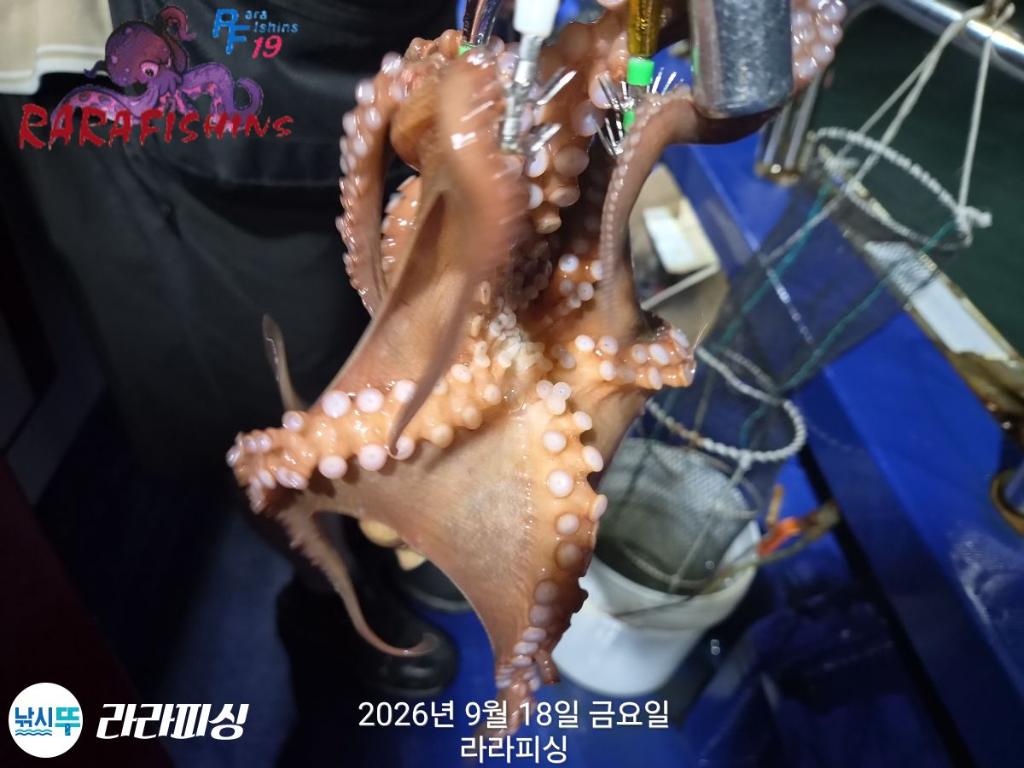 낚시뚜,돌문어,속천항(진해),라라피싱,낚시뚜8