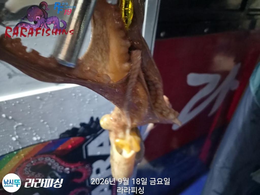 낚시뚜,돌문어,속천항(진해),라라피싱,낚시뚜6