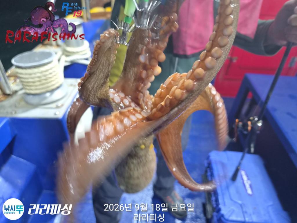 낚시뚜,돌문어,속천항(진해),라라피싱,낚시뚜3