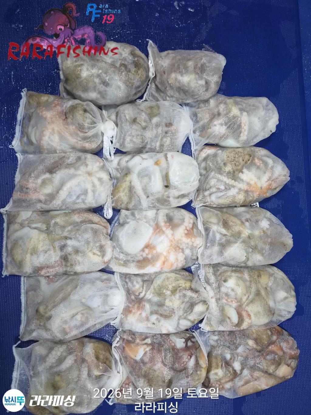 낚시뚜,돌문어,속천항(진해),라라피싱,낚시뚜1
