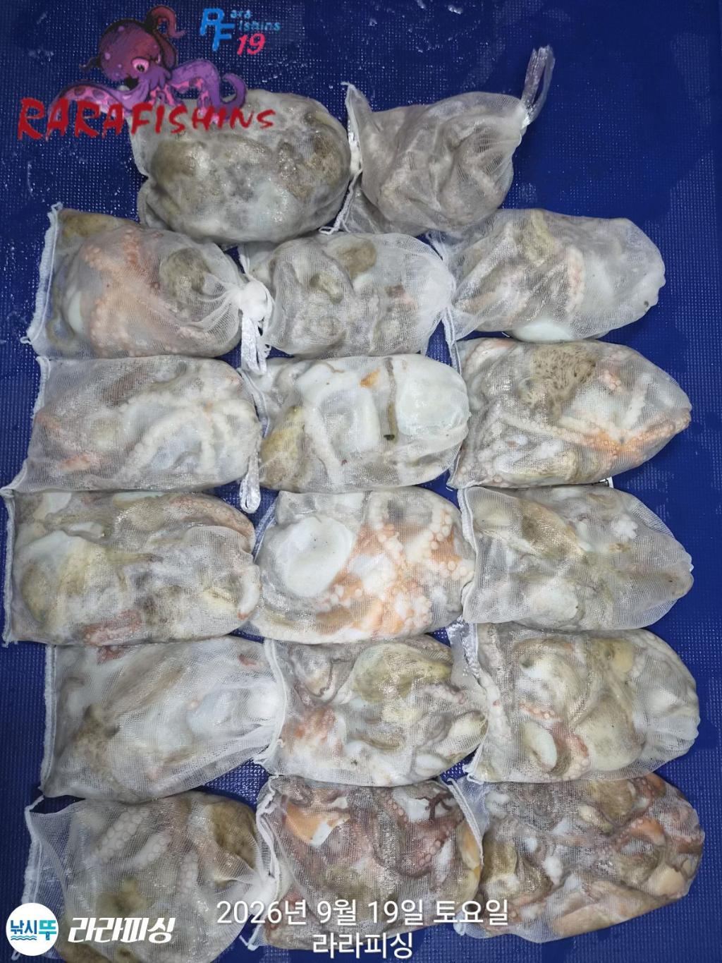 낚시뚜,돌문어,속천항(진해),라라피싱,낚시뚜0