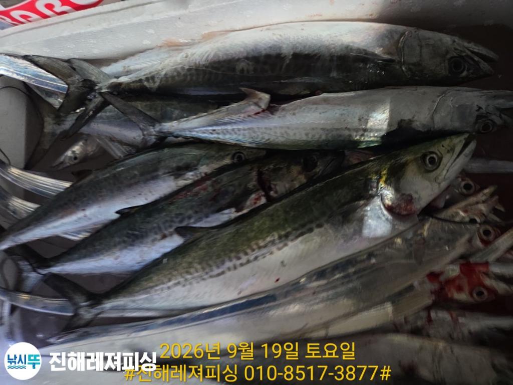낚시뚜,갈치,진해1부두항,진해레져피싱,낚시뚜8