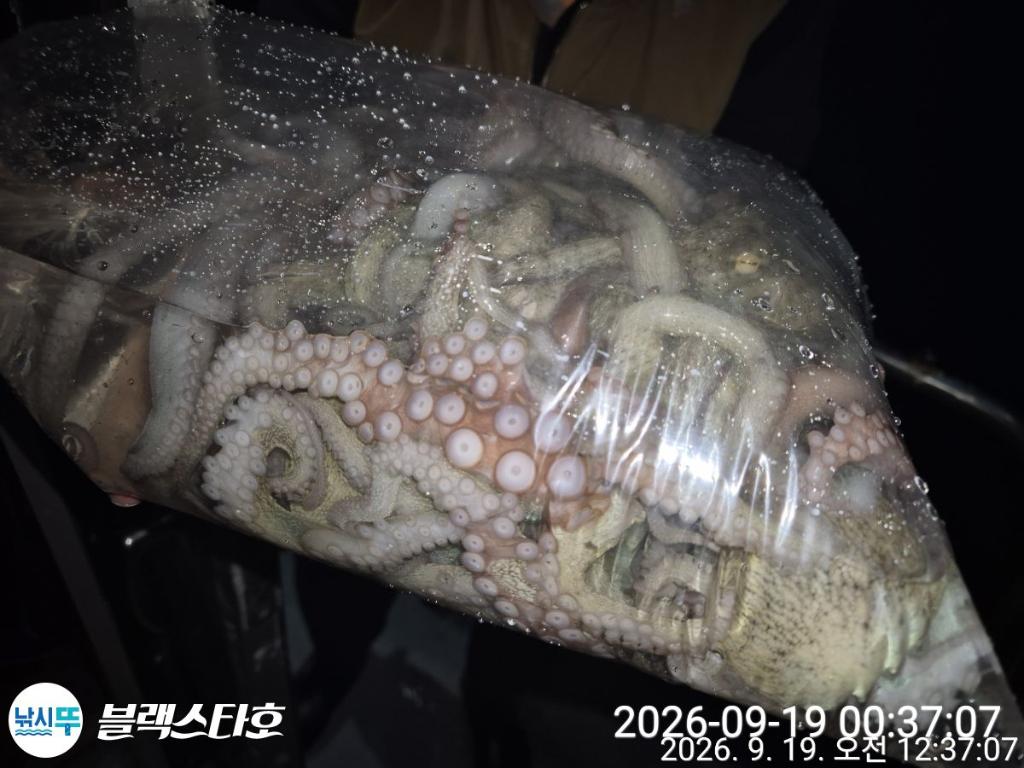 낚시뚜,돌문어,삼천포 팔포항,삼천포 블랙스타,낚시뚜13